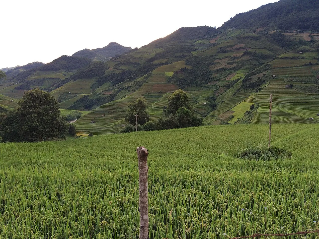 Ruộng bậc thang Mù Cang Chải, Yên Bái